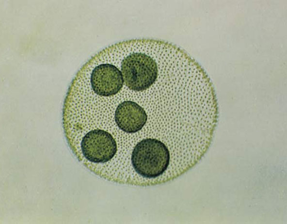 Algae classification- Diagnostic features